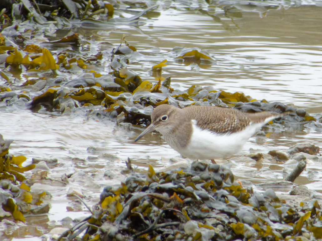 Photo of Common Sandpiper